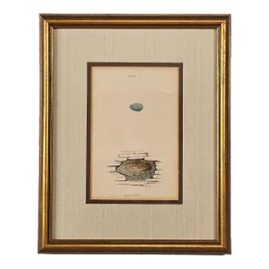 "Redstart" Nest/Egg Print, England Circa 1880