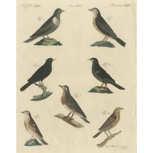 Bertuch, Thrushes, Blackbird and Ring Ouzel, 1805, Print For Sale - Image 12 of 12