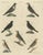 Bertuch, Thrushes, Blackbird and Ring Ouzel, 1805, Print For Sale - Image 12 of 12