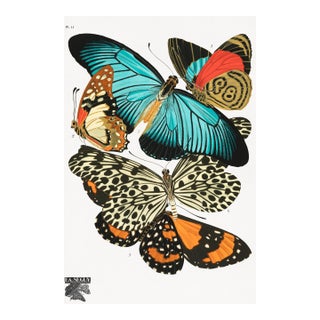 Butterflies (E. A. Séguy), Vintage Art Print Reproduction, 18" × 24" For Sale