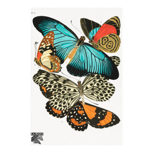 Butterflies (E. A. Séguy), Vintage Art Print Reproduction, 18" × 24"