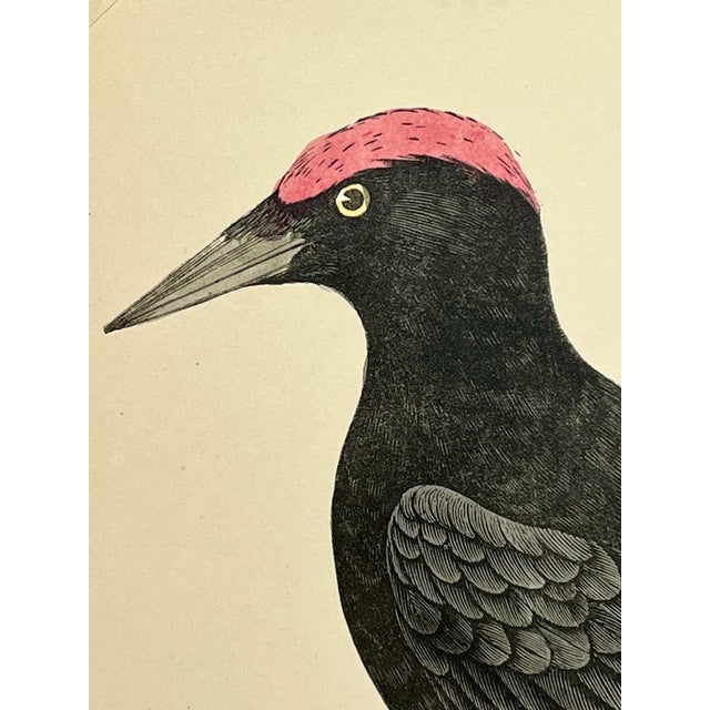 Antique Hand Tinted Bird Print From England Featuring a Majestic Black Woodpecker - Circa 1880 For Sale - Image 4 of 12