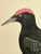 Antique Hand Tinted Bird Print From England Featuring a Majestic Black Woodpecker - Circa 1880 For Sale - Image 4 of 12