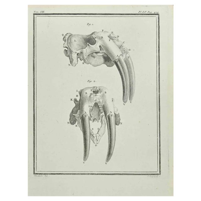 Louis Legrand, Animal's Skeleton, Etching, 1711 For Sale