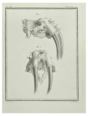 Louis Legrand, Animal's Skeleton, Etching, 1711