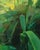 Collateral Beauty 1 by Shelli Langdale | Oil Painting of green foliage and abstract shapes For Sale