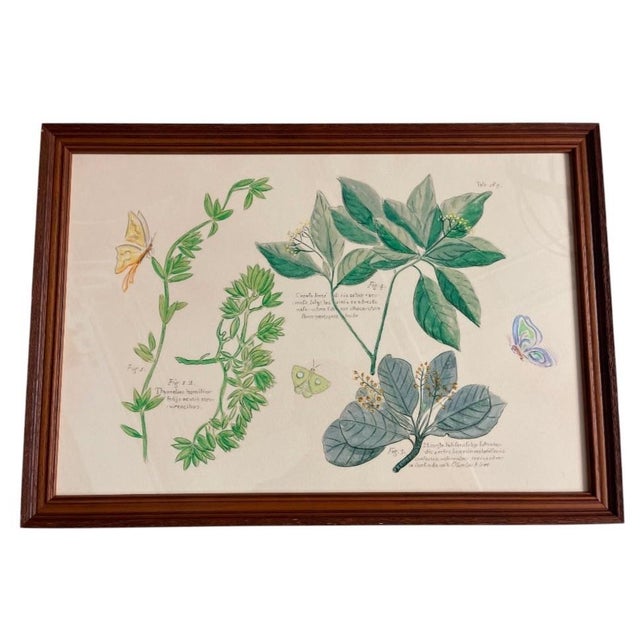 Illustration Pair of Vintage Framed Botanical & Entomological Illustration Prints For Sale - Image 3 of 12