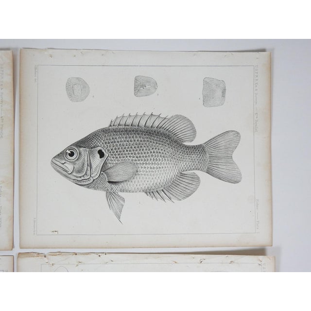 Set of 4 antique mid 19th century lithograph on paper of fish book plates. Published by the US Pacific Railroad...