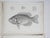 Set of 4 antique mid 19th century lithograph on paper of fish book plates. Published by the US Pacific Railroad...