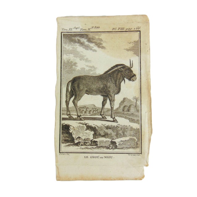 Late 18th Century Set of 5 Antique Copper Plate Engravings Prints Buffon 1782 For Sale - Image 5 of 6