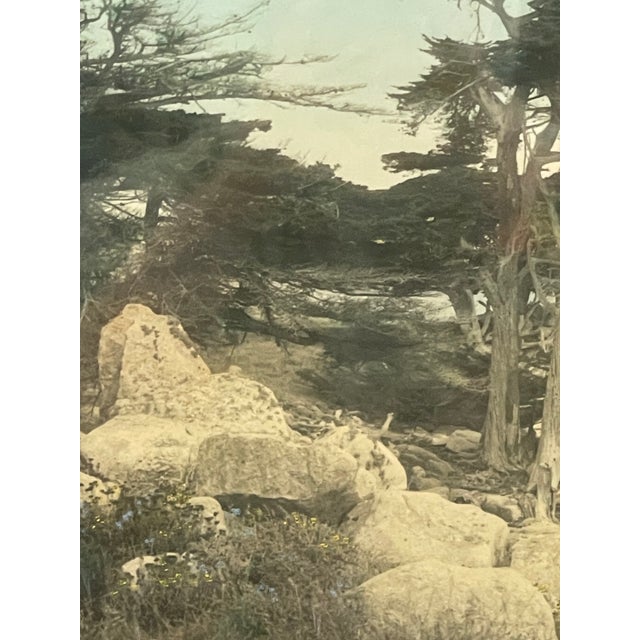 Vintage Framed Tinted Coastal Landscape Photograph of Cypress Trees on Rocky Shoreline. For Sale - Image 9 of 10