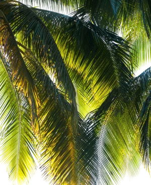 Gaétan Caron "Parasol" Puna Peninsula, Hawai'i Photograph, 2107 2017