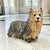 For your consideration is an exceptional vintage mid-century Yorkshire Terrier plaster sculpture, beautifully modeled...