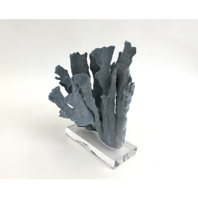Chinoiserie Natural Blue Coral Specimen on Acrylic Base For Sale - Image 3 of 7