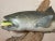 1980s Vintage Handmade Eg Carved Wood Silver Wall Fish Mount Trophy Sculpture For Sale - Image 5 of 16