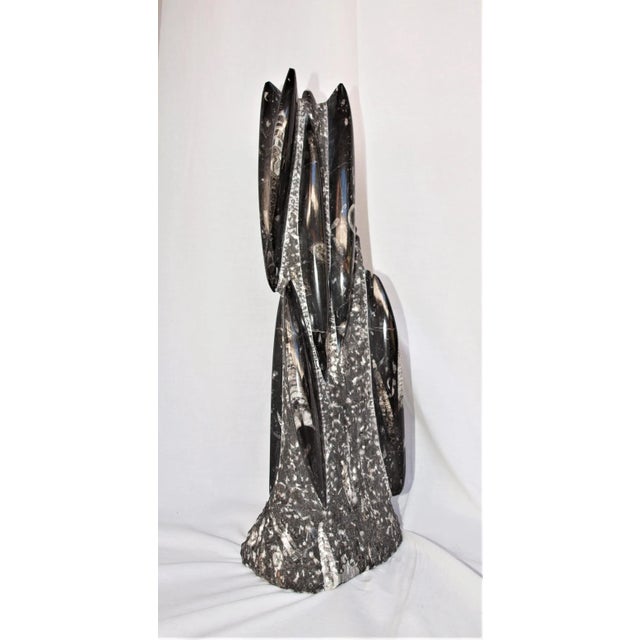 2020s Tall Orthoceras With 11 Attached Pods For Sale - Image 5 of 5