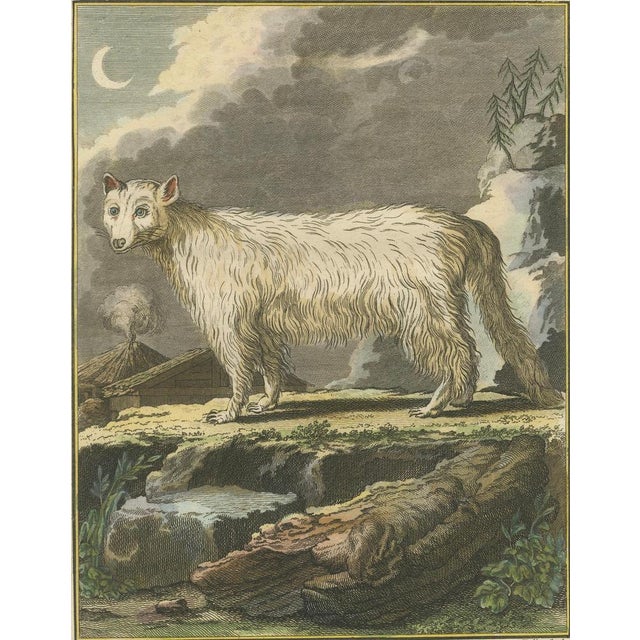 After Buffon, The White Fox of Canada Arctic Wildlife, Engraving, 1801 For Sale - Image 3 of 9