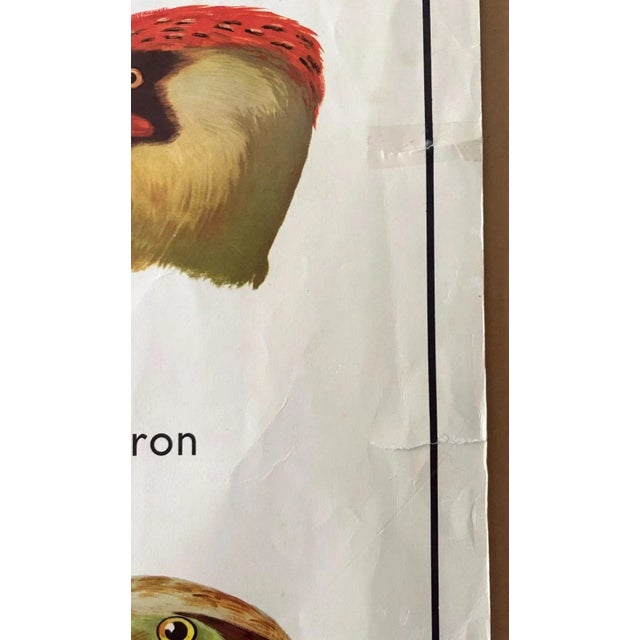 Paper Rossignol 1960s Two-Sided French School Science Poster - Reptiles & Birds, 34x29 For Sale - Image 7 of 11