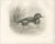 After Lilian Medland, Diving Duck, 1909, Print For Sale - Image 3 of 9