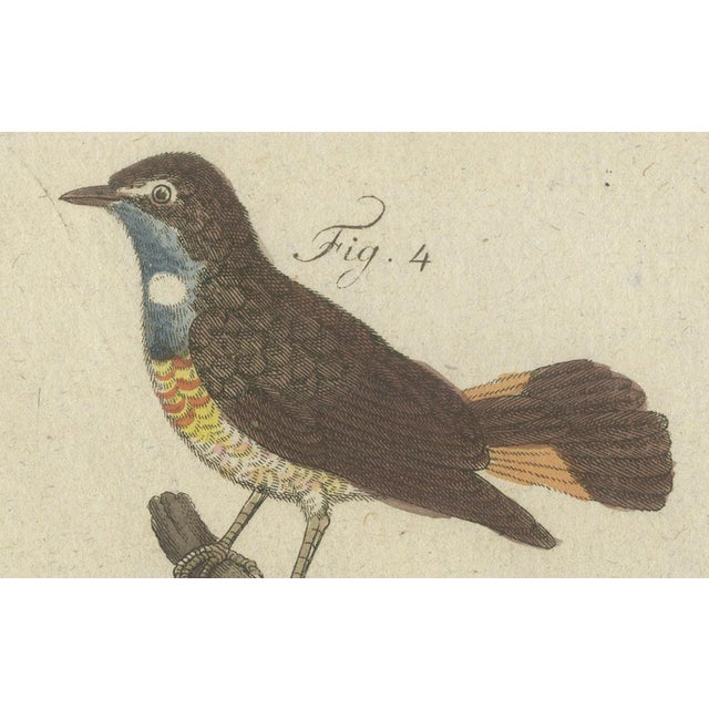 Bertuch, Seven Robins, Bluethroats and Yellowthroats, 1796, Engraving For Sale - Image 6 of 10