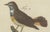 Bertuch, Seven Robins, Bluethroats and Yellowthroats, 1796, Engraving For Sale - Image 6 of 10