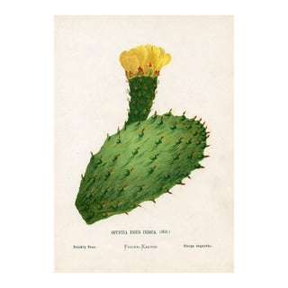 1875, Prickly Pear Botanical Print, Holy Land Wildflowers, Original Antique Lithograph For Sale