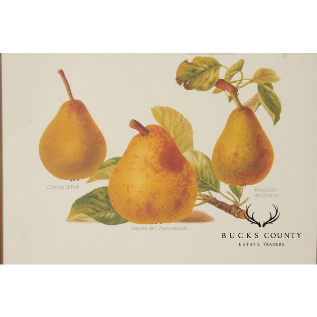 Chelsea House Decorative Pair of Pear Prints For Sale In Philadelphia - Image 6 of 12