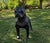 Abstract Geometric Pit Bull Sculpture in Graphite Gray - Large Modern Low Poly Steel Dog Statue, Contemporary Floor Art, Ready to Ship Usa For Sale - Image 3 of 13
