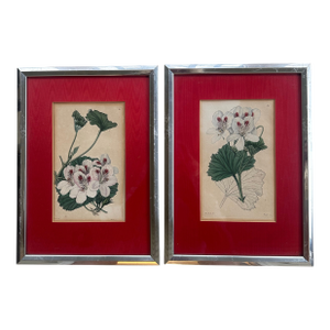 Antique Hand Colored Botanical Engravings, a Pair, Framed