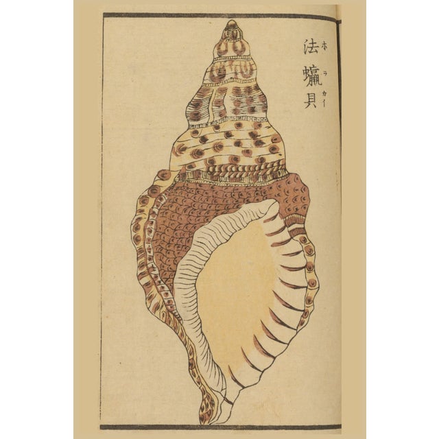 Vintage Japanese Seashell Studies Diptych, Woodblock Print Reproduction Set, 24" X 36" For Sale - Image 4 of 10