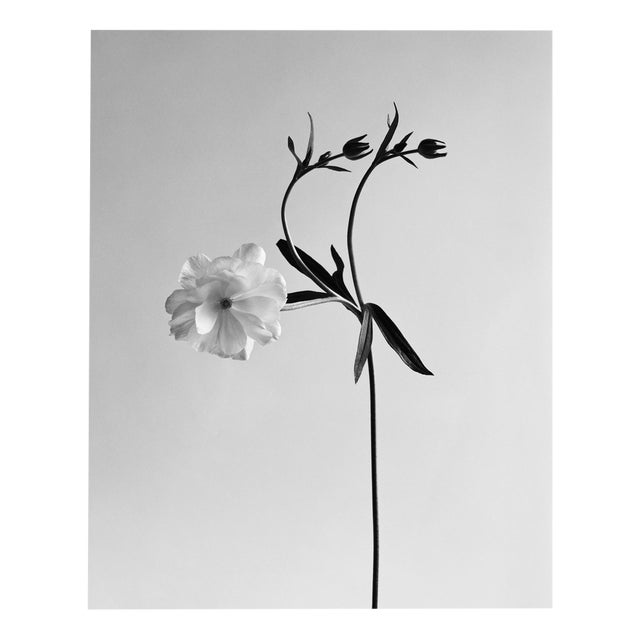 Ranunculus Butterfly no.2 - Analogue Black and White Floral Photography 2023 For Sale