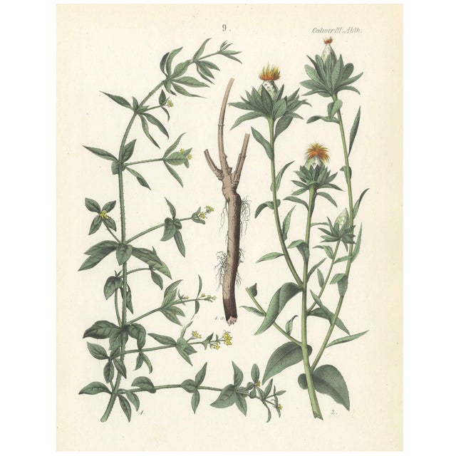 Calwer, Madder and Safflower, 1854, Print For Sale