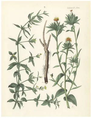 Calwer, Madder and Safflower, 1854, Print