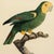 Printmaking Materials 1950s Framed French Ornithological Parrot Lithographs After Jacques Barraband - A Pair For Sale - Image 7 of 13