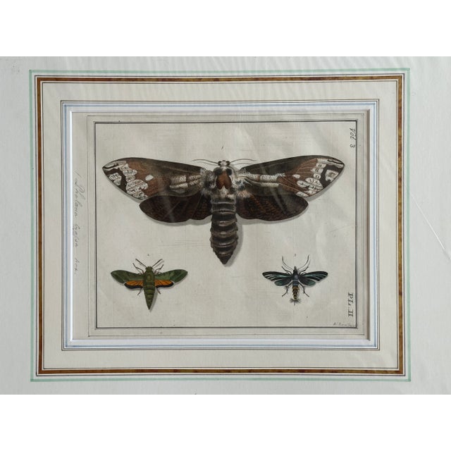 Victorian Antique Entomology Naturalist Art Print For Sale - Image 3 of 12