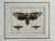 Victorian Antique Entomology Naturalist Art Print For Sale - Image 3 of 12