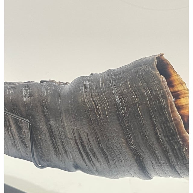 Antique Asian Hand Carved Buffalo Horn on Stand For Sale - Image 13 of 13