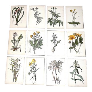 Antique 19th Century American Botanical Lithographs - Set of 12 For Sale