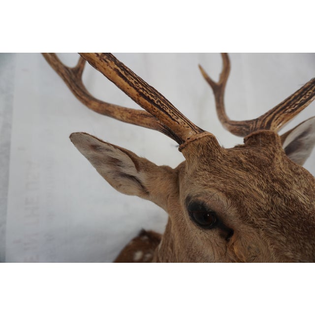 Spotted Deer Head & Bust Mount For Sale - Image 9 of 15
