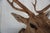Spotted Deer Head & Bust Mount For Sale - Image 9 of 15