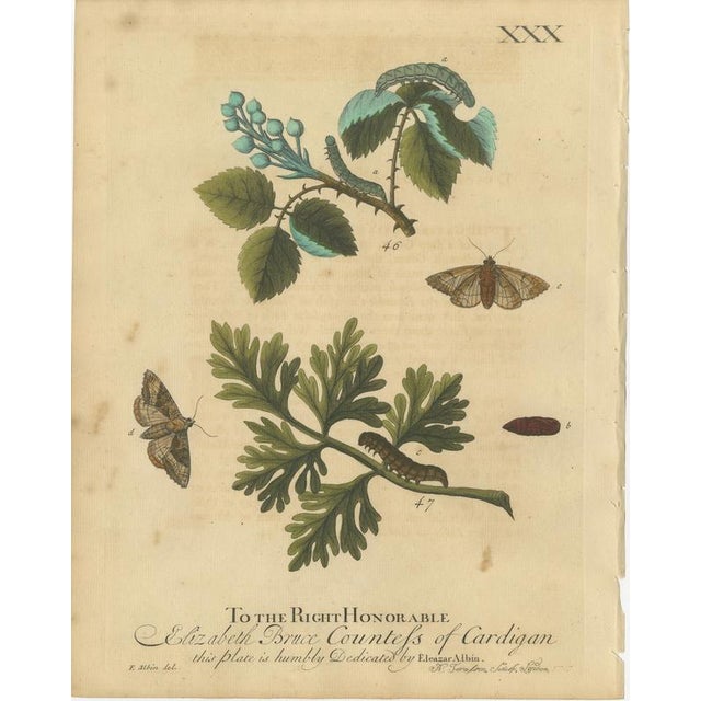 Albin, Moths & Caterpillars on Woodland Plants, Hand-Colored Prints, Set of 2 For Sale - Image 3 of 9