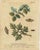 Albin, Moths & Caterpillars on Woodland Plants, Hand-Colored Prints, Set of 2 For Sale - Image 3 of 9