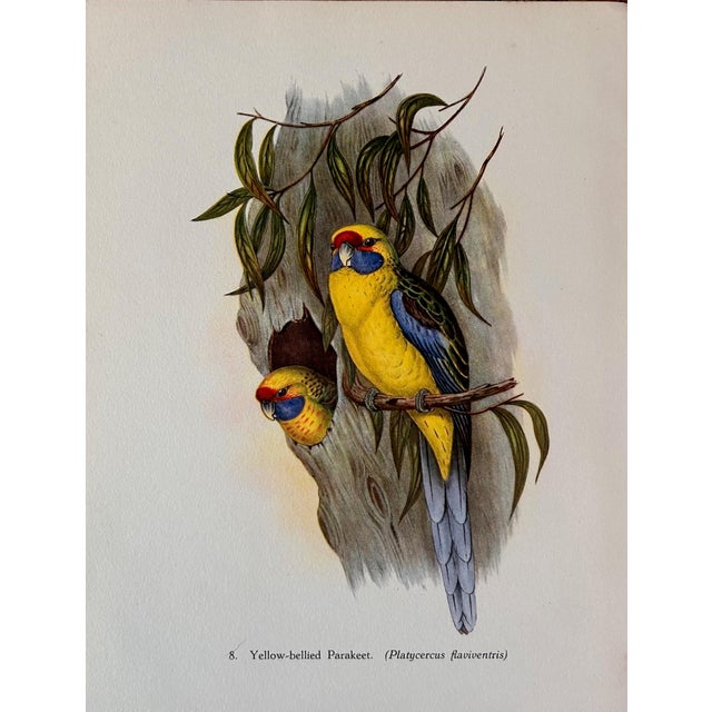 John Gould, Tropical Bird Plates, 1948, Prints, Set of 6 For Sale - Image 6 of 8