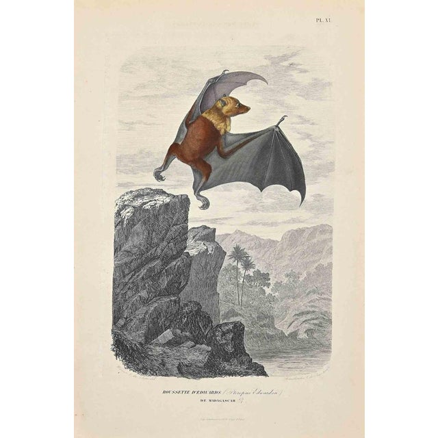 Roussette d'Edwards is an original lithograph on ivory-colored paper, realized by Paul Gervais (1816-1879). The artwork is...