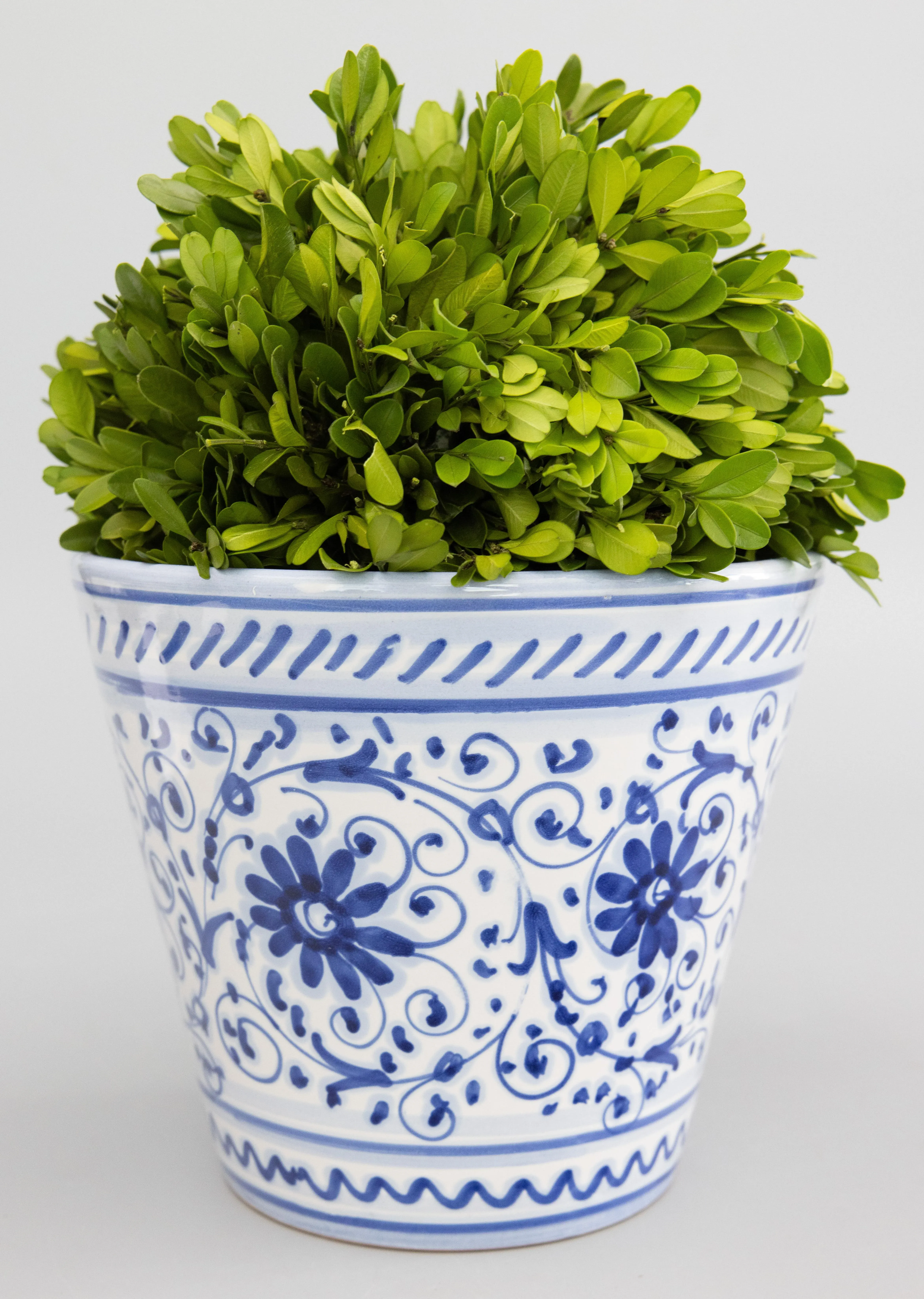 aglaonema bulb Aglaonema Frost Live Plant 4" Pot - Narrow Leaf Chinese Evergreen - Silver  and Green Variegation