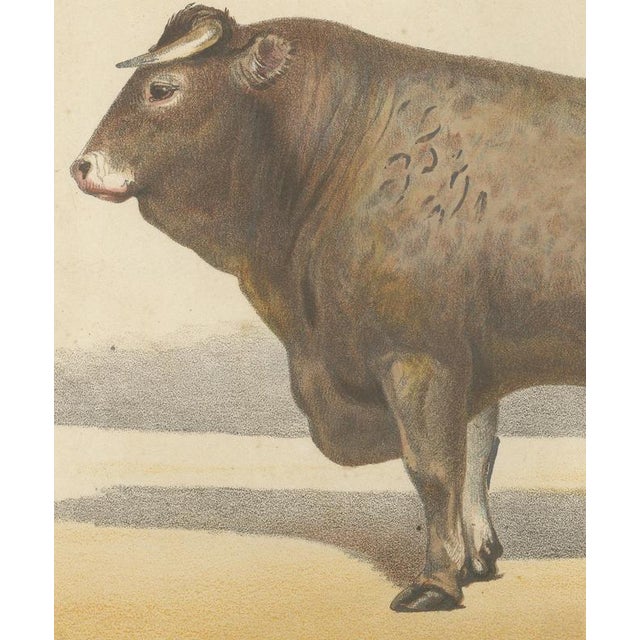 19th Century Olivier De Penne, Bazadaise Bull, French Cattle, 1863, Chromolithograph For Sale - Image 5 of 9