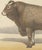 19th Century Olivier De Penne, Bazadaise Bull, French Cattle, 1863, Chromolithograph For Sale - Image 5 of 9
