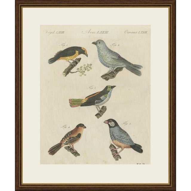 This antique bird print from bertuch's bilderbuch shows five brightly coloured small songbirds, including the java...
