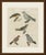 This antique bird print from bertuch's bilderbuch shows five brightly coloured small songbirds, including the java...