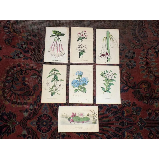 Green Antique 19th Century Hand Colored Botanical Lithographs - Set of 7 For Sale - Image 8 of 8